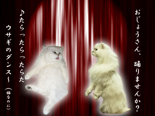 白猫舞踏会--.jpg